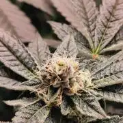 Zkittlez/The Original Z (TerpHogz Cut)
