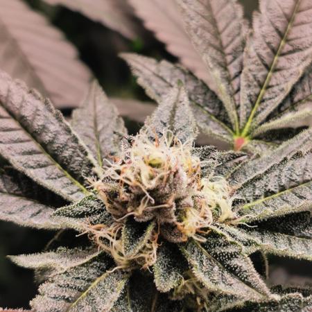 Zkittlez/The Original Z (TerpHogz Cut)