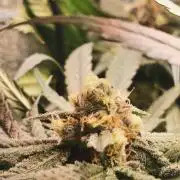 Lemon Z Dutch Passion Coco Grow