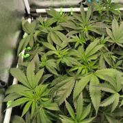 The White Sweet Candy OG / SSSC