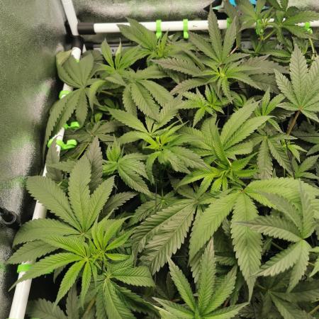 The White Sweet Candy OG / SSSC