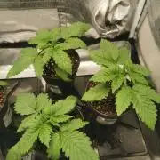 Tiger Style Dope Seeds Coco Grow