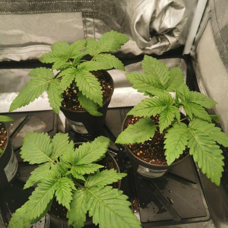 Tiger Style Dope Seeds Coco Grow