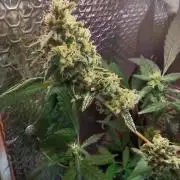 Animal Cookies x Super Silver Haze