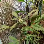 Pineapple Chunk Auto