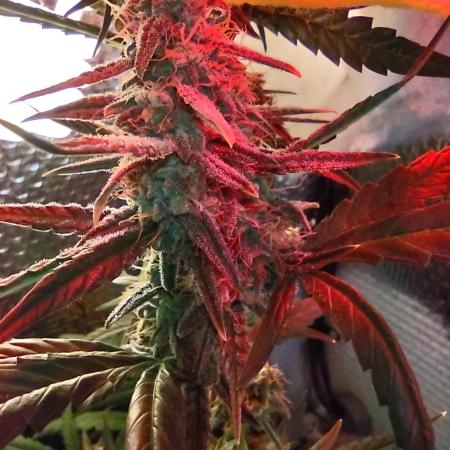 Laughing Buddha Auto