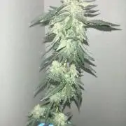 GDP Auto