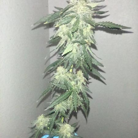 GDP Auto