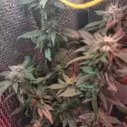 Growfarm1