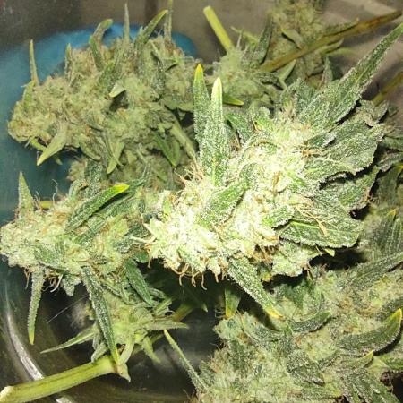 Laughing Buddha Auto