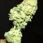 Growfarm1