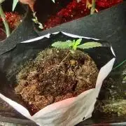 Pineapple Chunk Auto