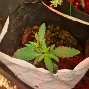 Pineapple Chunk Auto