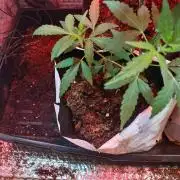 Pineapple Chunk Auto