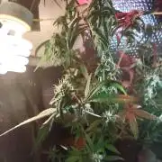 Animal Cookies x Super Silver Haze