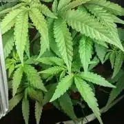 Animal Cookies x Super Silver Haze