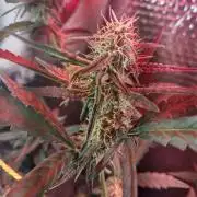 Laughing Buddha Auto
