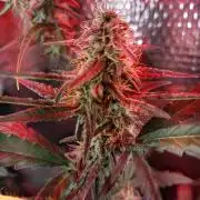 Laughing Buddha Auto