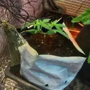 Pineapple Chunk Auto
