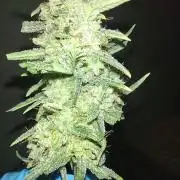 Laughing Buddha Auto