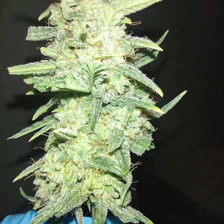Laughing Buddha Auto