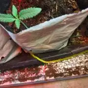 Peanut Butter Breath