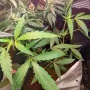 Pineapple Chunk Auto