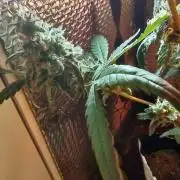 Animal Cookies x Super Silver Haze