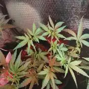 Animal Cookies x Super Silver Haze