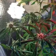 Animal Cookies x Super Silver Haze