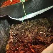Pineapple Chunk Auto