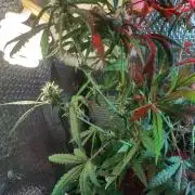 Animal Cookies x Super Silver Haze
