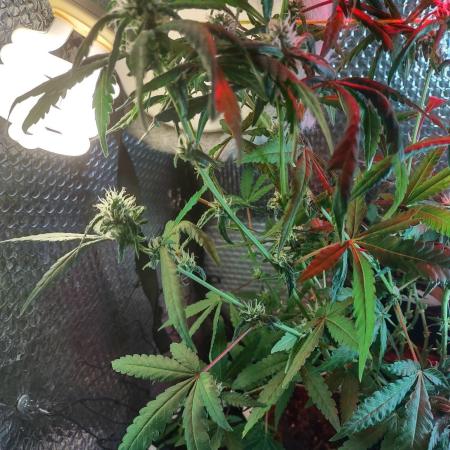 Animal Cookies x Super Silver Haze