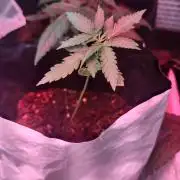 GDP Auto