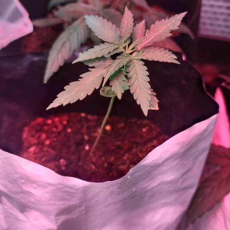 GDP Auto