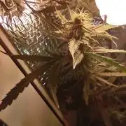 GDP Auto