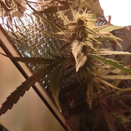 GDP Auto