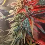 GDP Auto