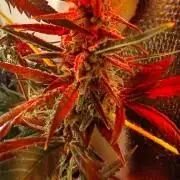 Laughing Buddha Auto