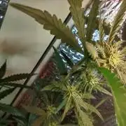 GDP Auto