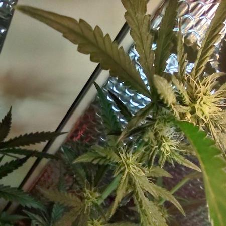 GDP Auto