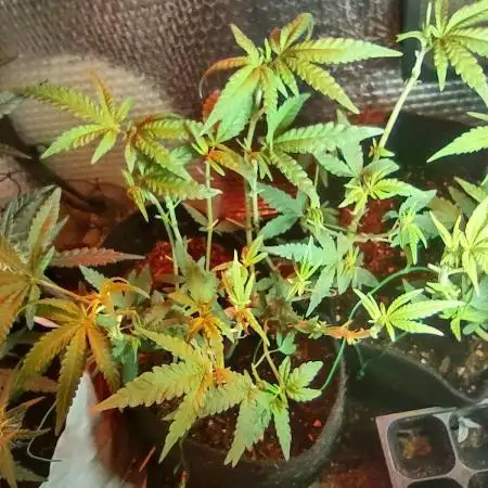 Animal Cookies x Super Silver Haze