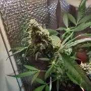 Animal Cookies x Super Silver Haze