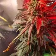 GDP Auto