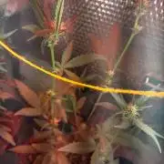 Laughing Buddha Auto