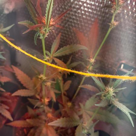 Laughing Buddha Auto