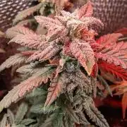 Growfarm1