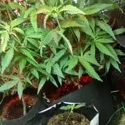 Animal Cookies x Super Silver Haze