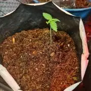 Wedding Cake Auto