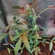 Pineapple Chunk Auto